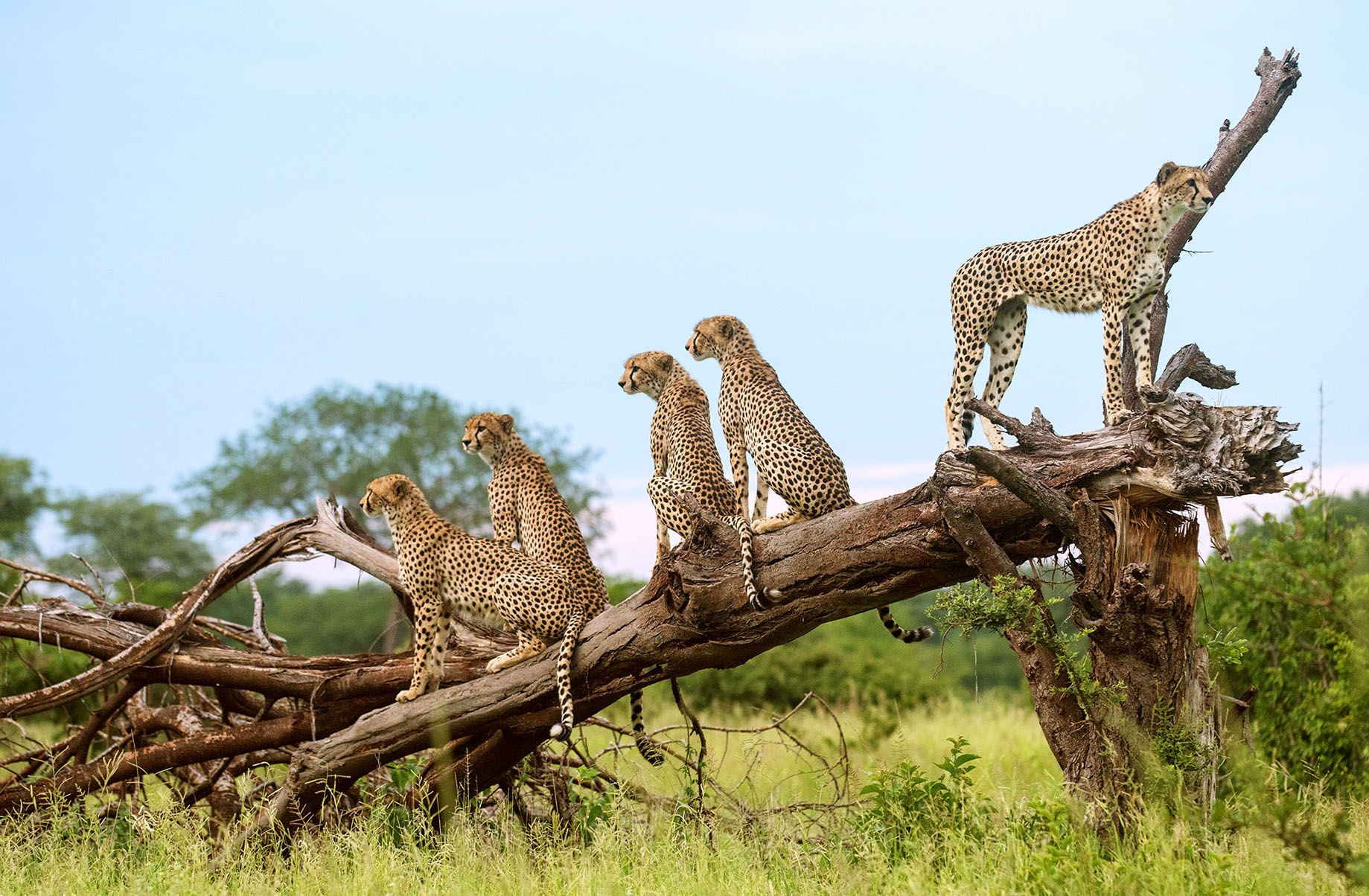Хищники и дикая охота в парке Руаха